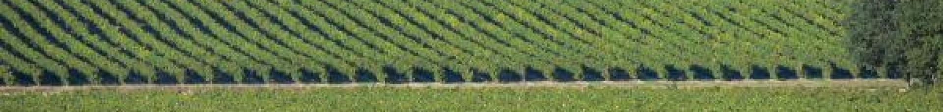 vignes Charente