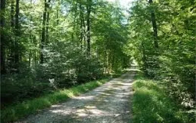 Rendez-vous en Forêt de Seillon le Vendredi 24 Juillet